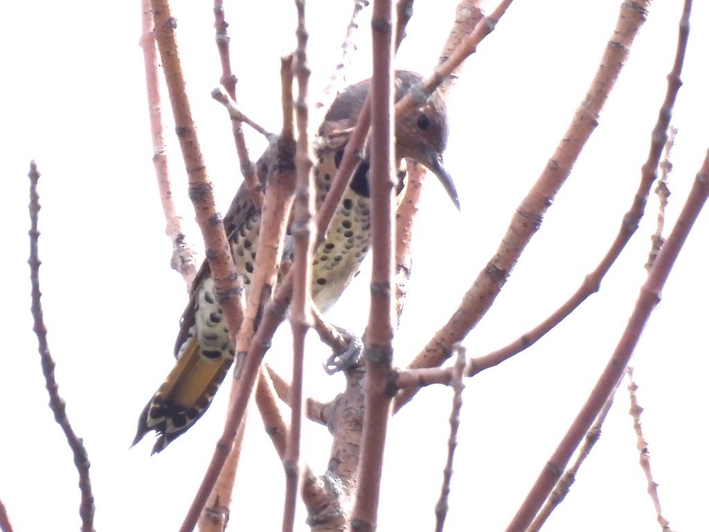 Northern Flicker - ML623484969