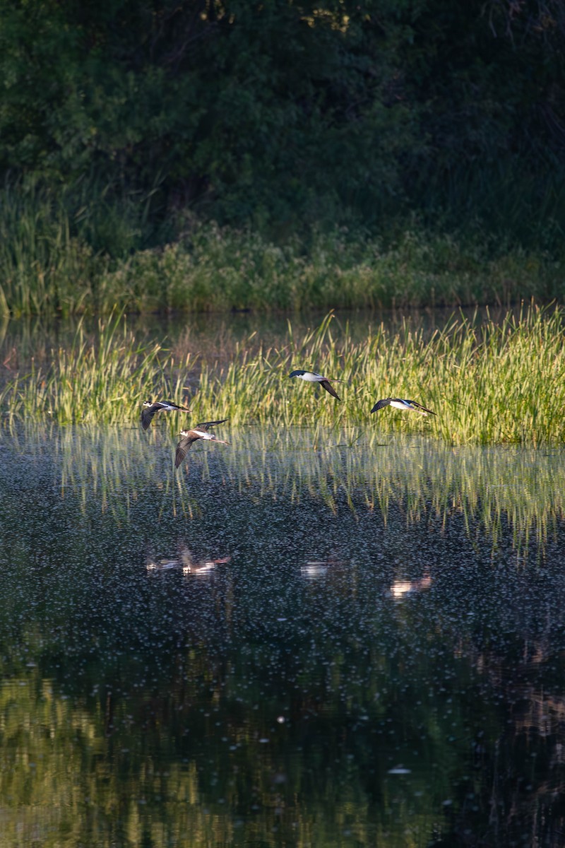 Black-necked Stilt - ML623484973