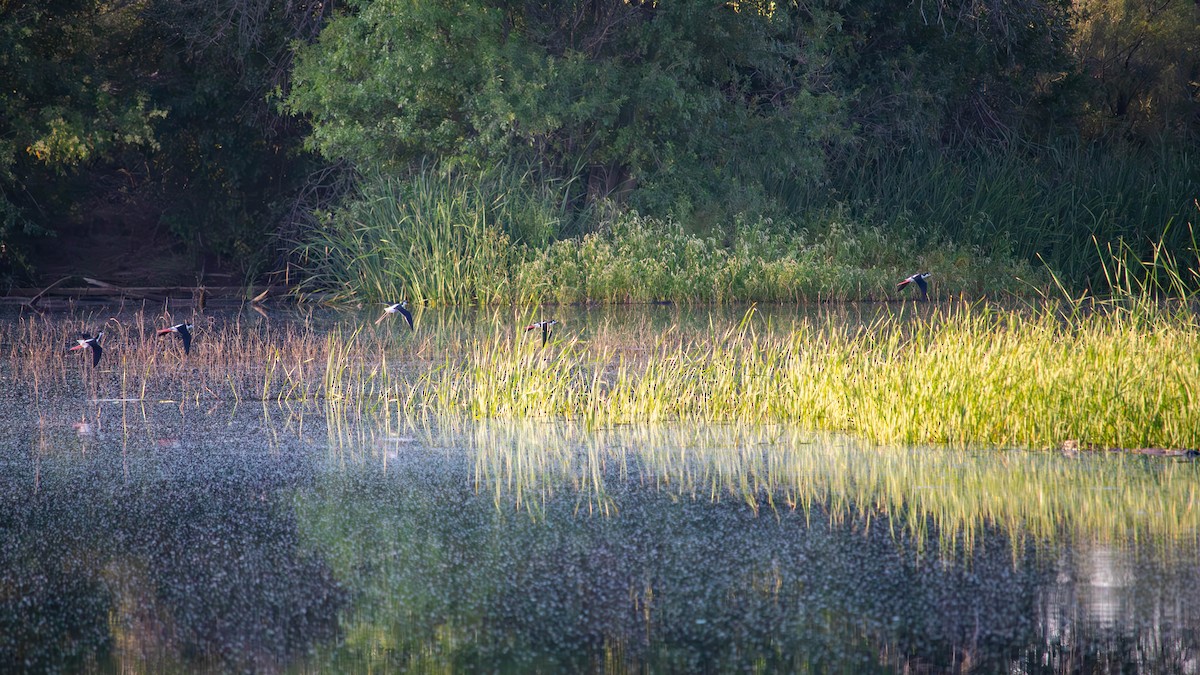 Black-necked Stilt - ML623484975