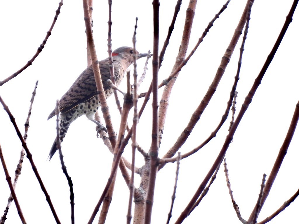 Northern Flicker - ML623484976