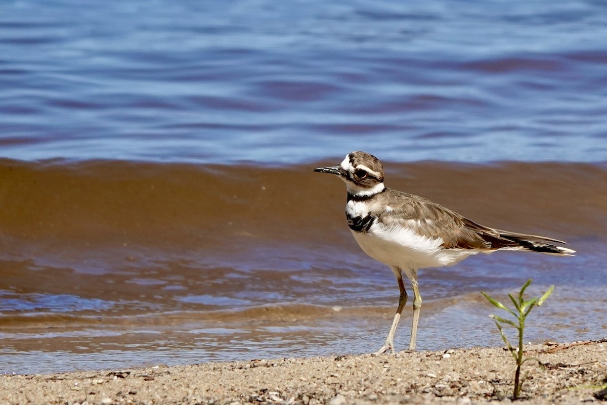 Killdeer - ML623485001