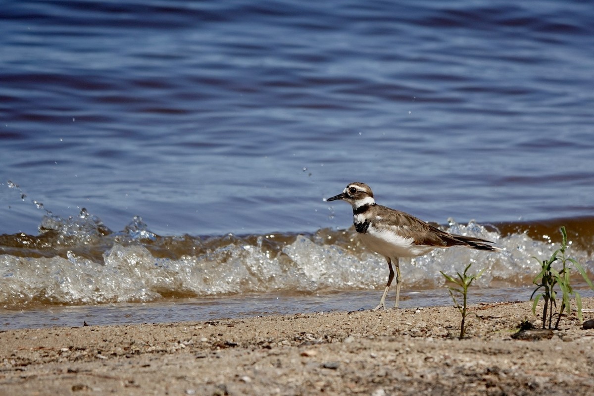 Killdeer - ML623485002