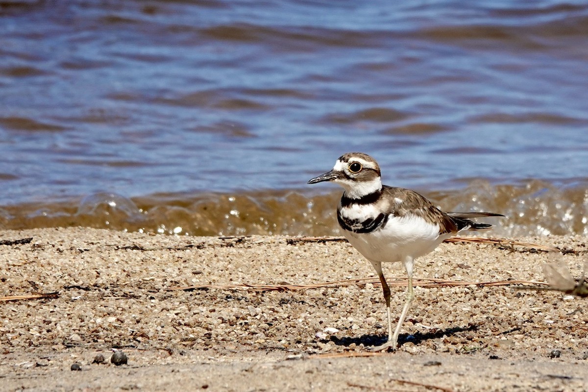 Killdeer - ML623485003