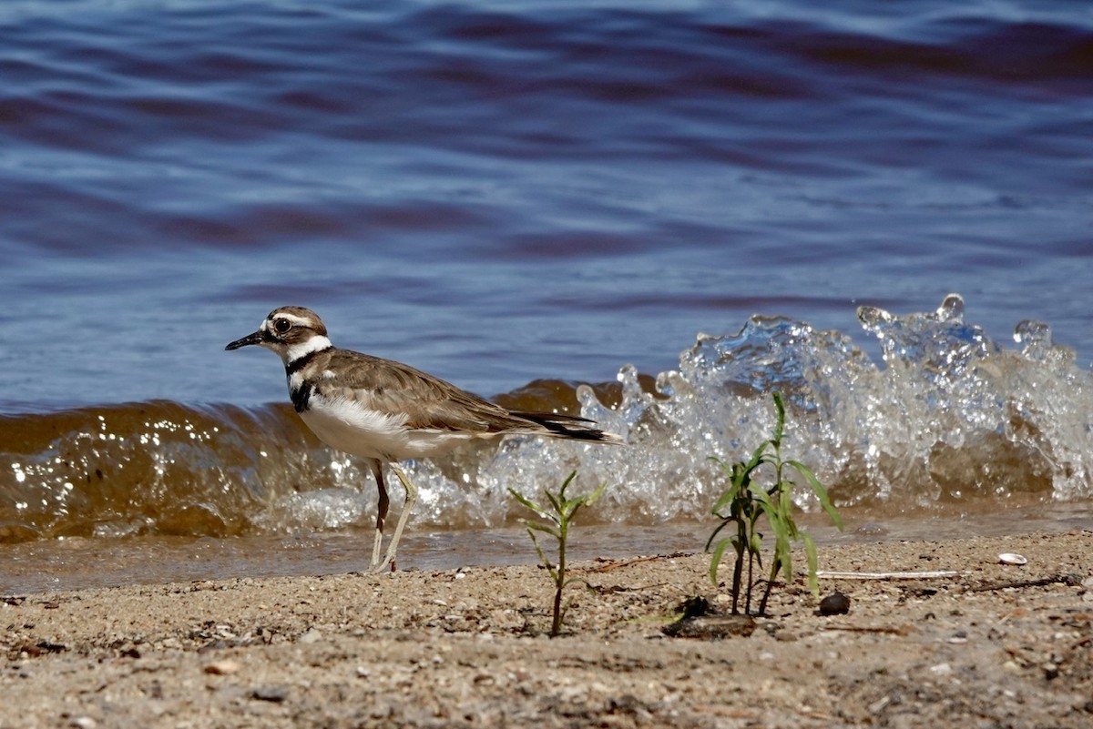 Killdeer - ML623485004