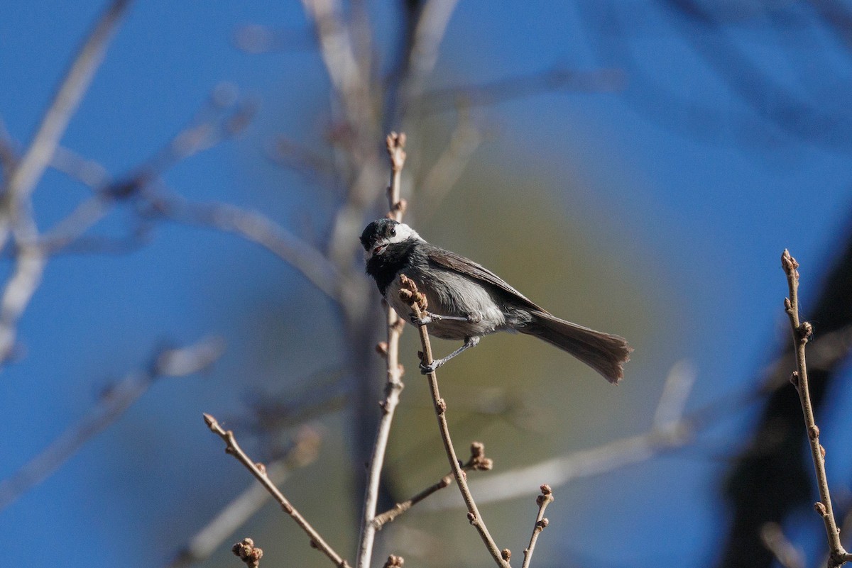 Mexican Chickadee - ML623485010