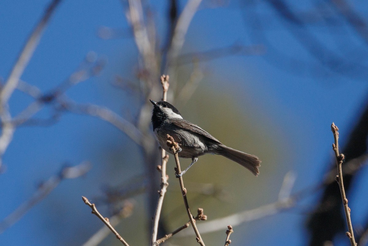 Mexican Chickadee - ML623485011