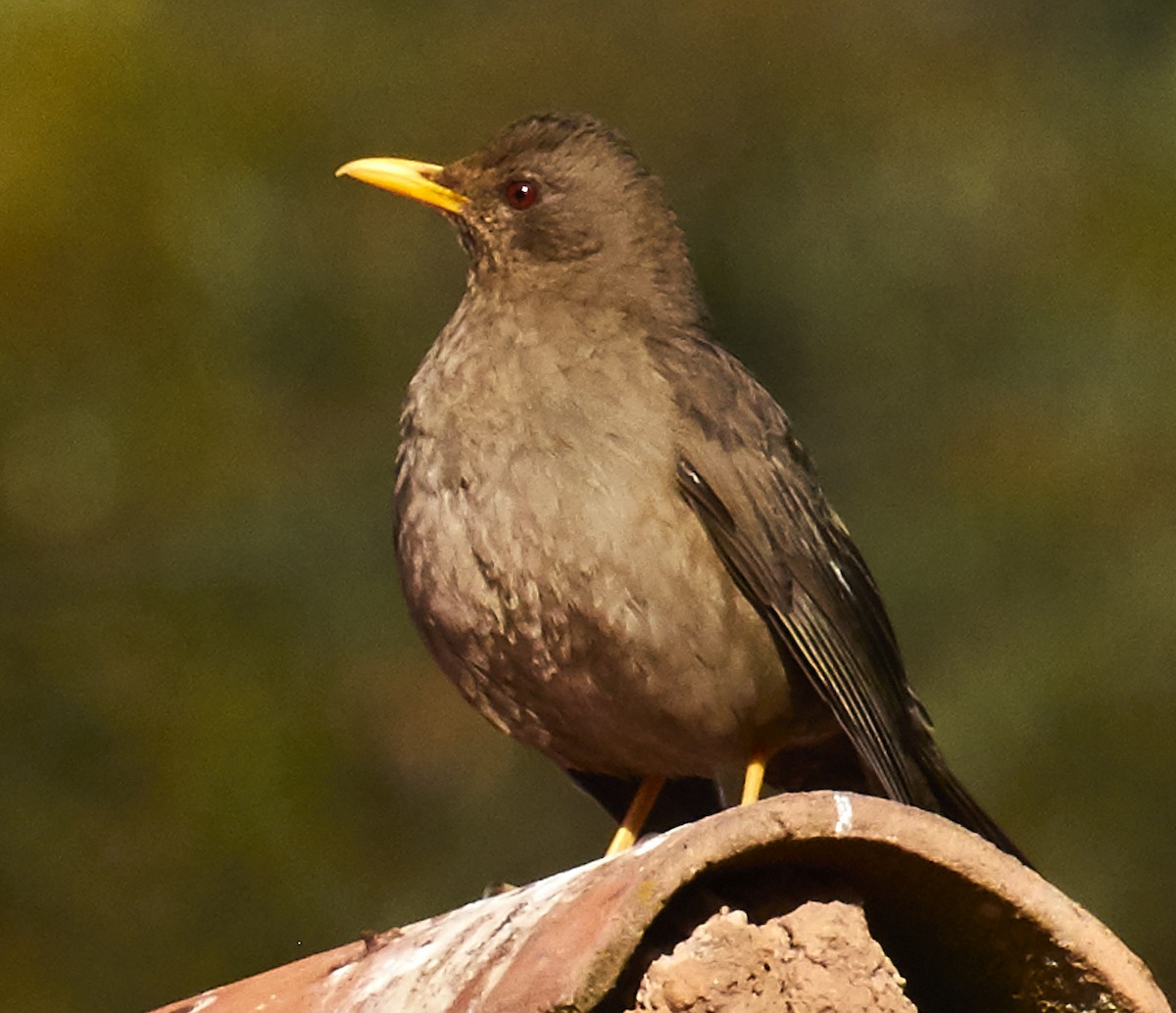 Chiguanco Thrush - ML623485016