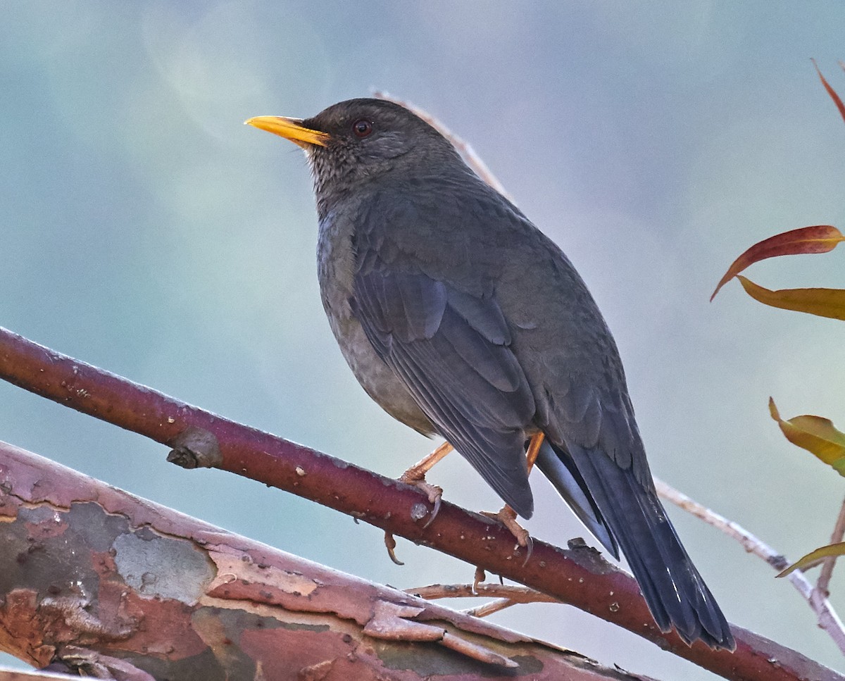 Chiguanco Thrush - ML623485027