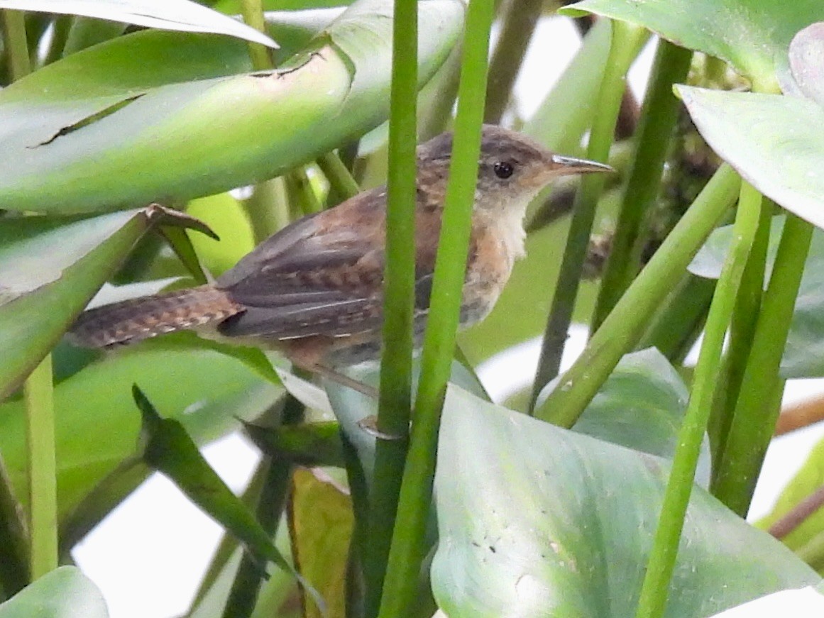 Marsh Wren - ML623485030