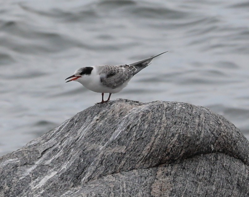 Common Tern - Tim Antanaitis