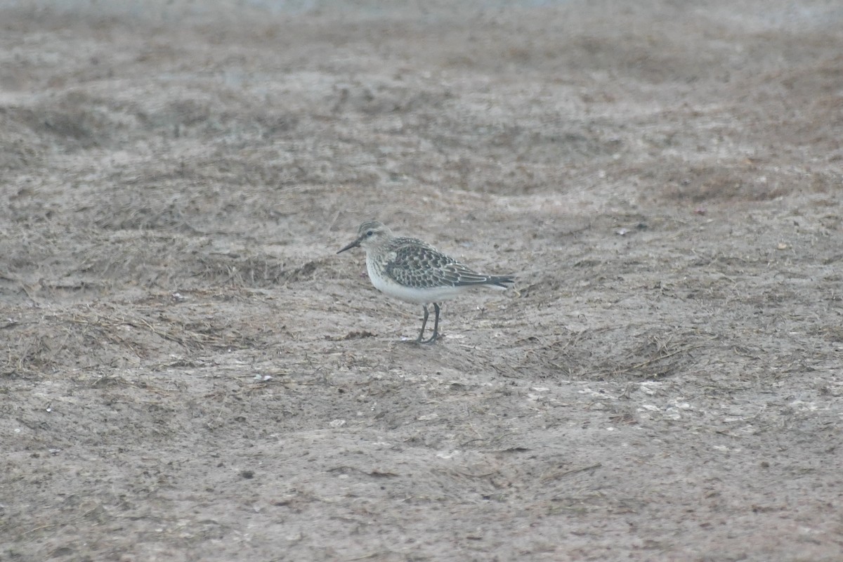 Baird's Sandpiper - ML623485034