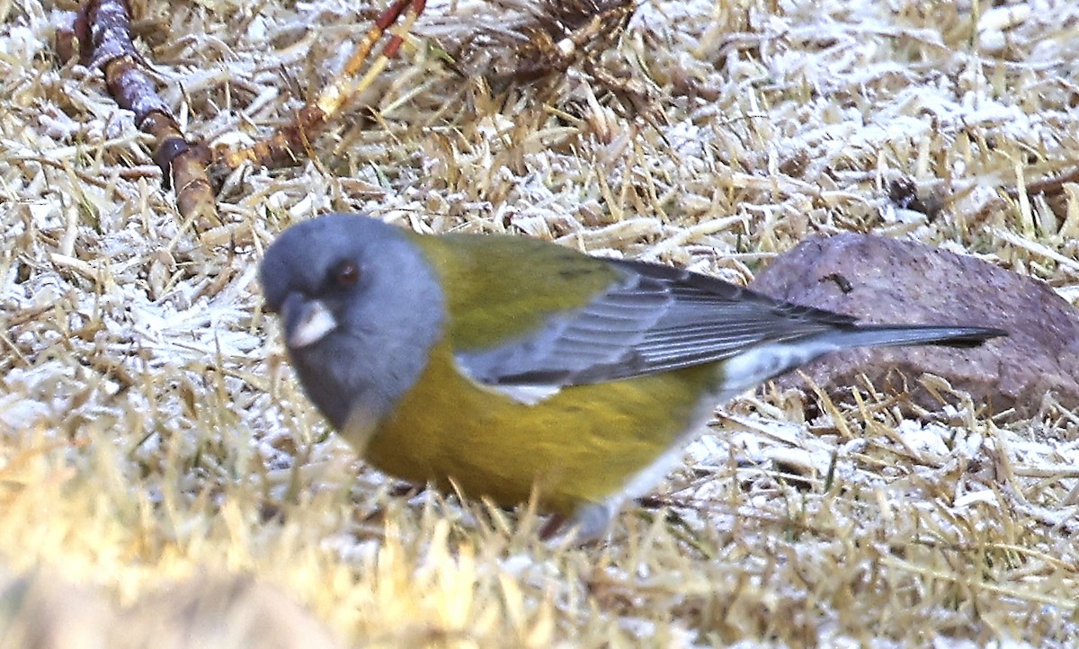Peruvian Sierra Finch - ML623485040
