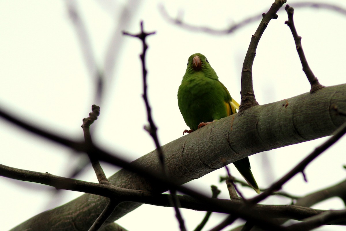 Yellow-chevroned Parakeet - Maurice Raymond