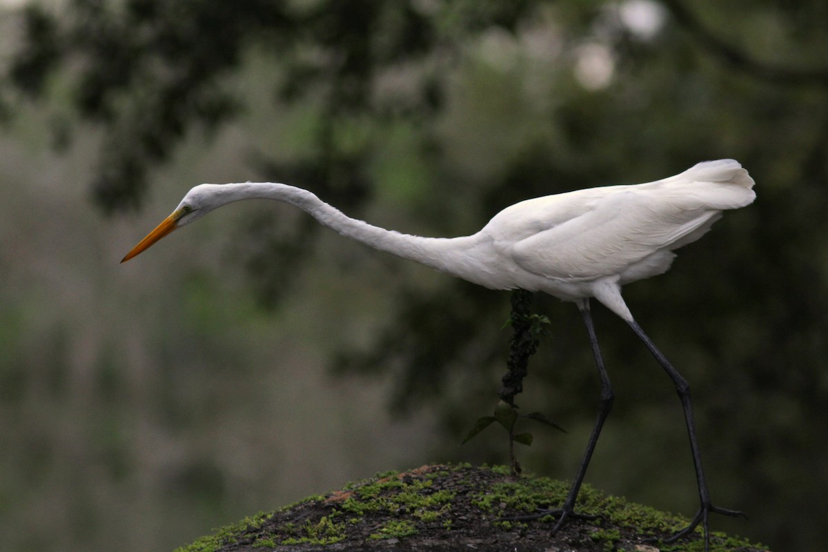 Great Egret - ML623485065