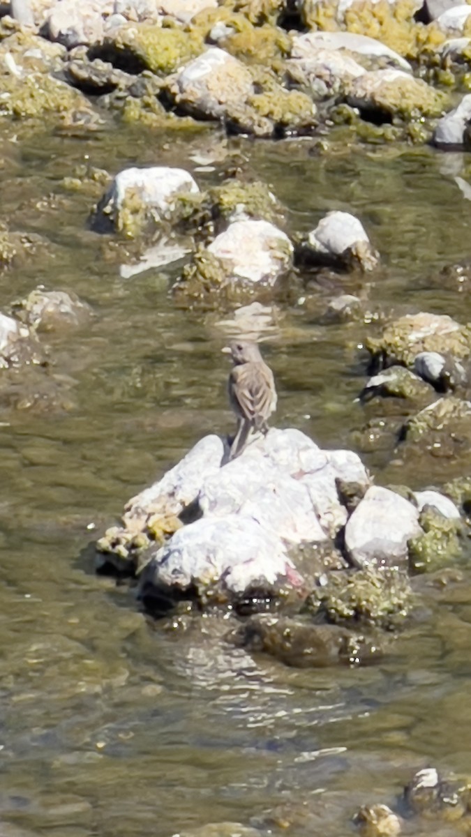 Dark-eyed Junco - ML623485072