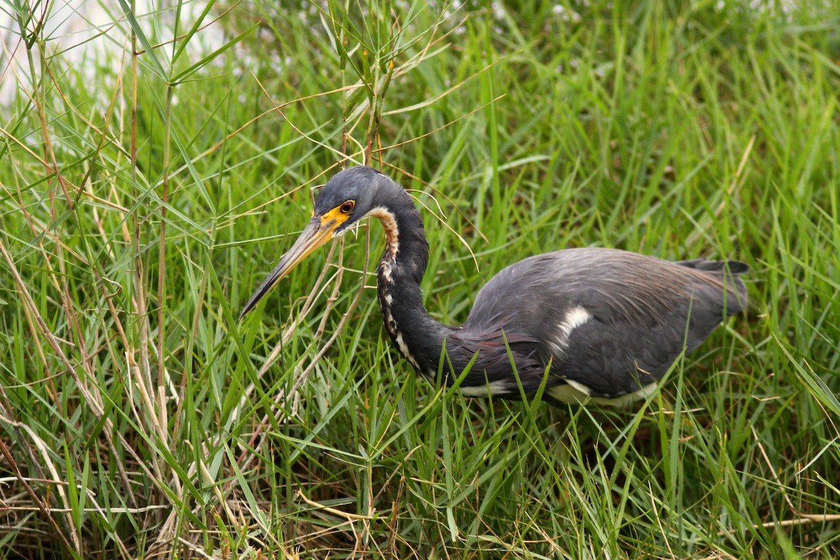 Tricolored Heron - ML623485073