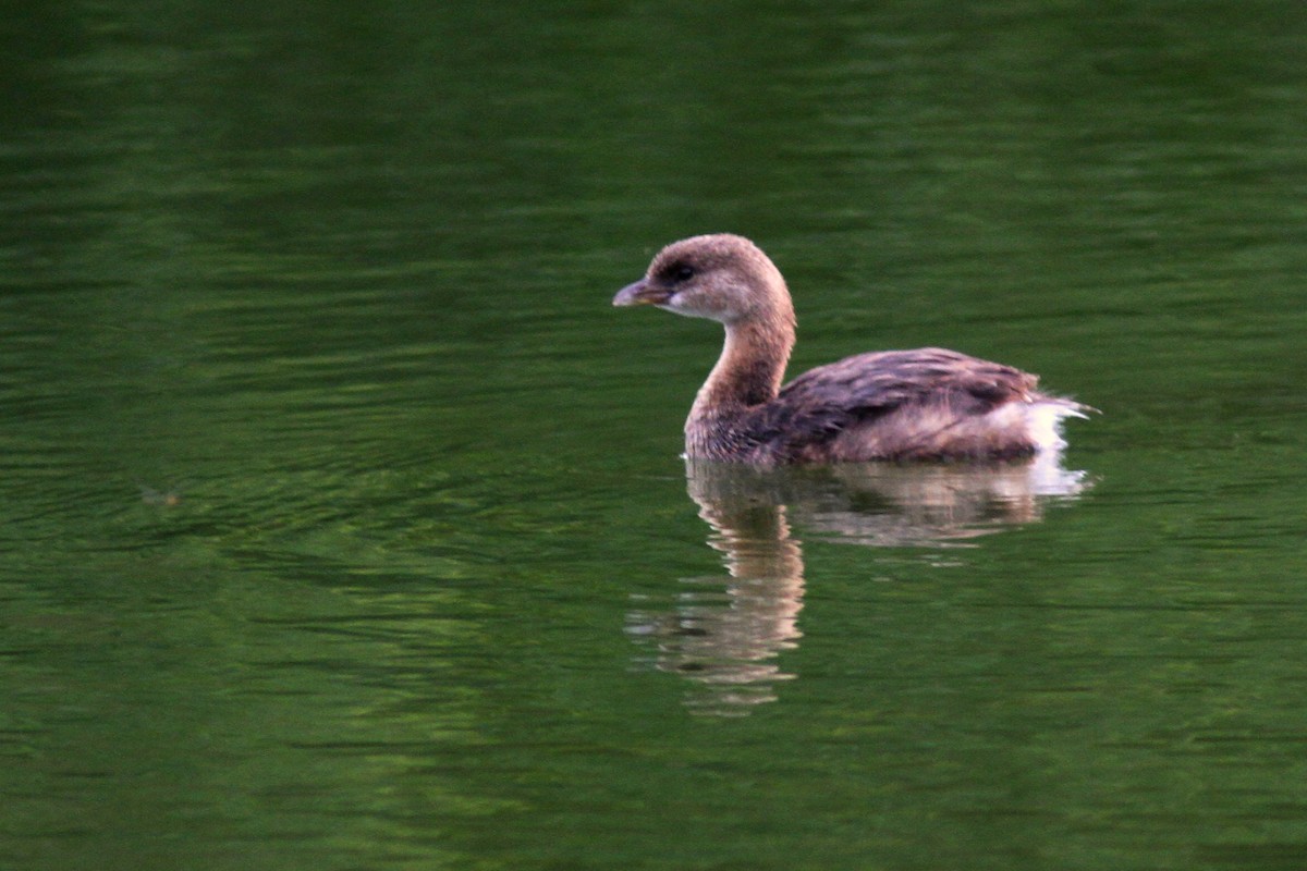 Pied-billed Grebe - ML623485079