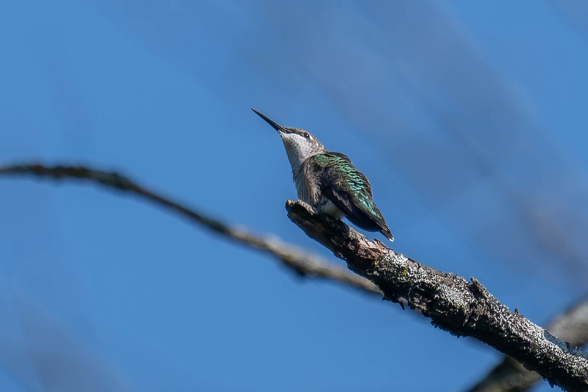 Ruby-throated Hummingbird - Marina Germain