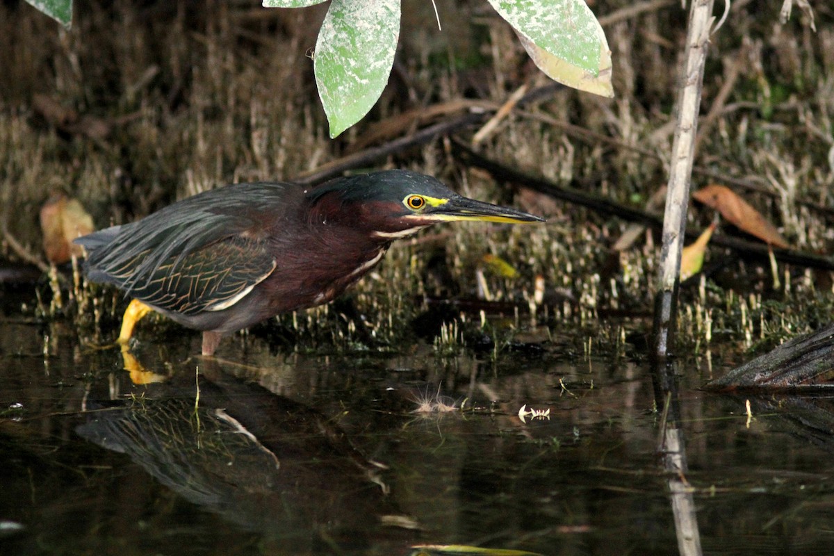 Green Heron - ML623485090