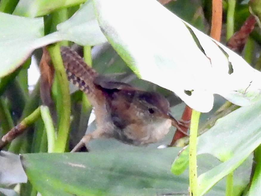 Marsh Wren - ML623485099