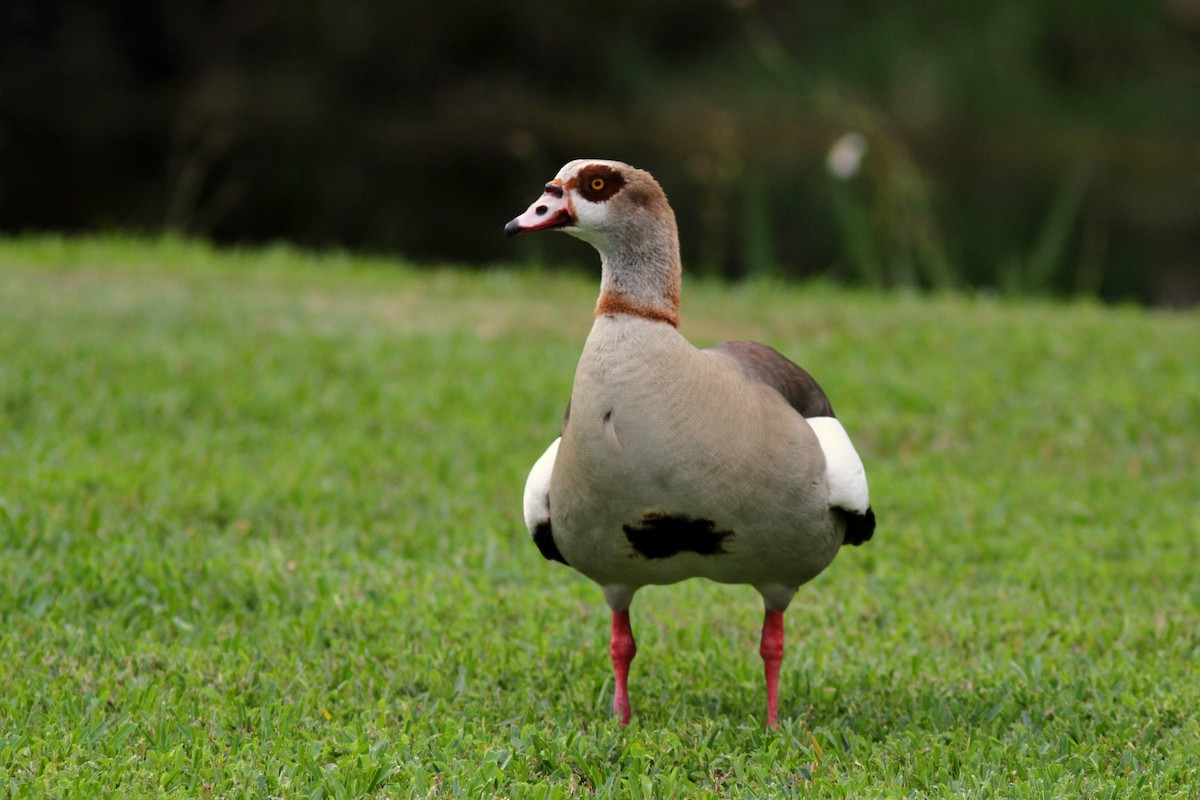 Egyptian Goose - ML623485111