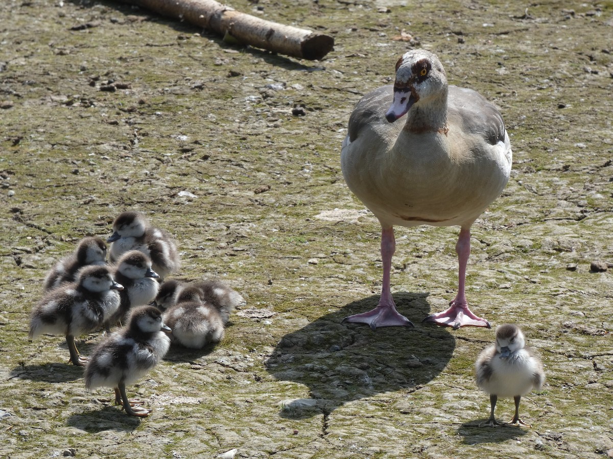 Egyptian Goose - ML623485143