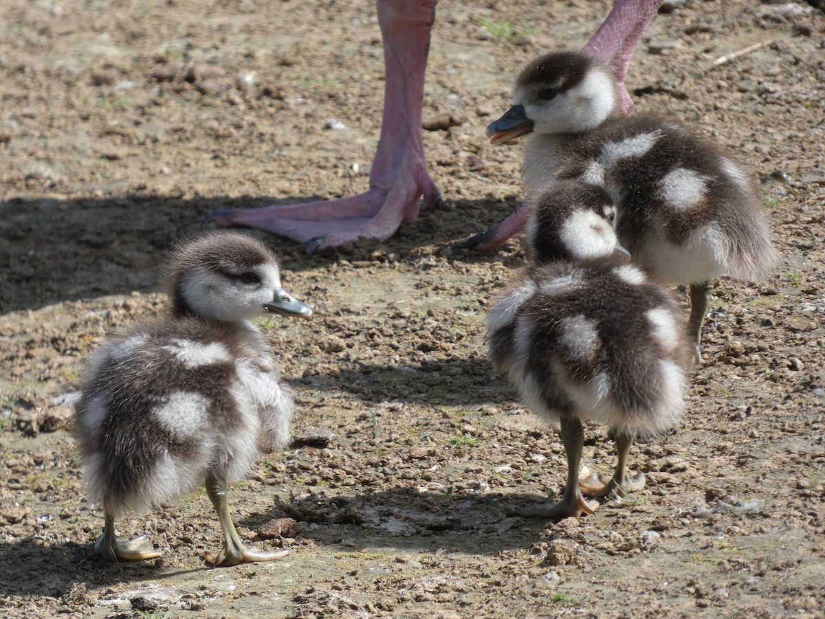 Egyptian Goose - ML623485144