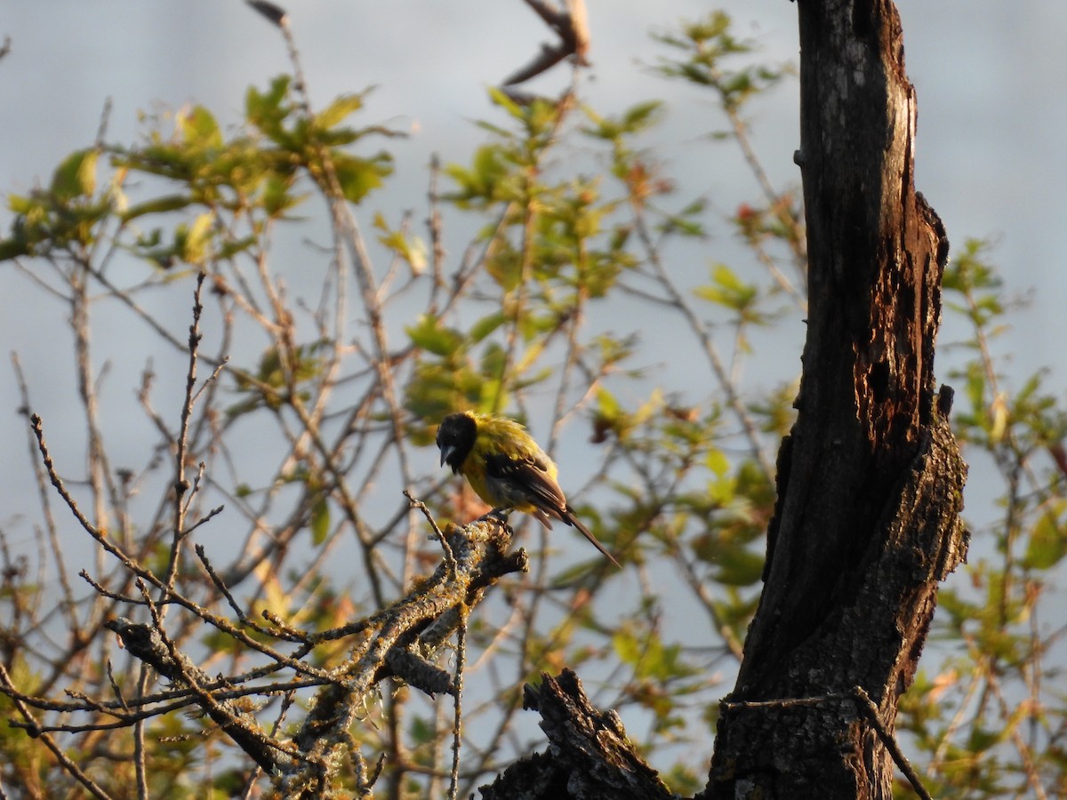 Audubon's Oriole - Juan Carlos Padilla