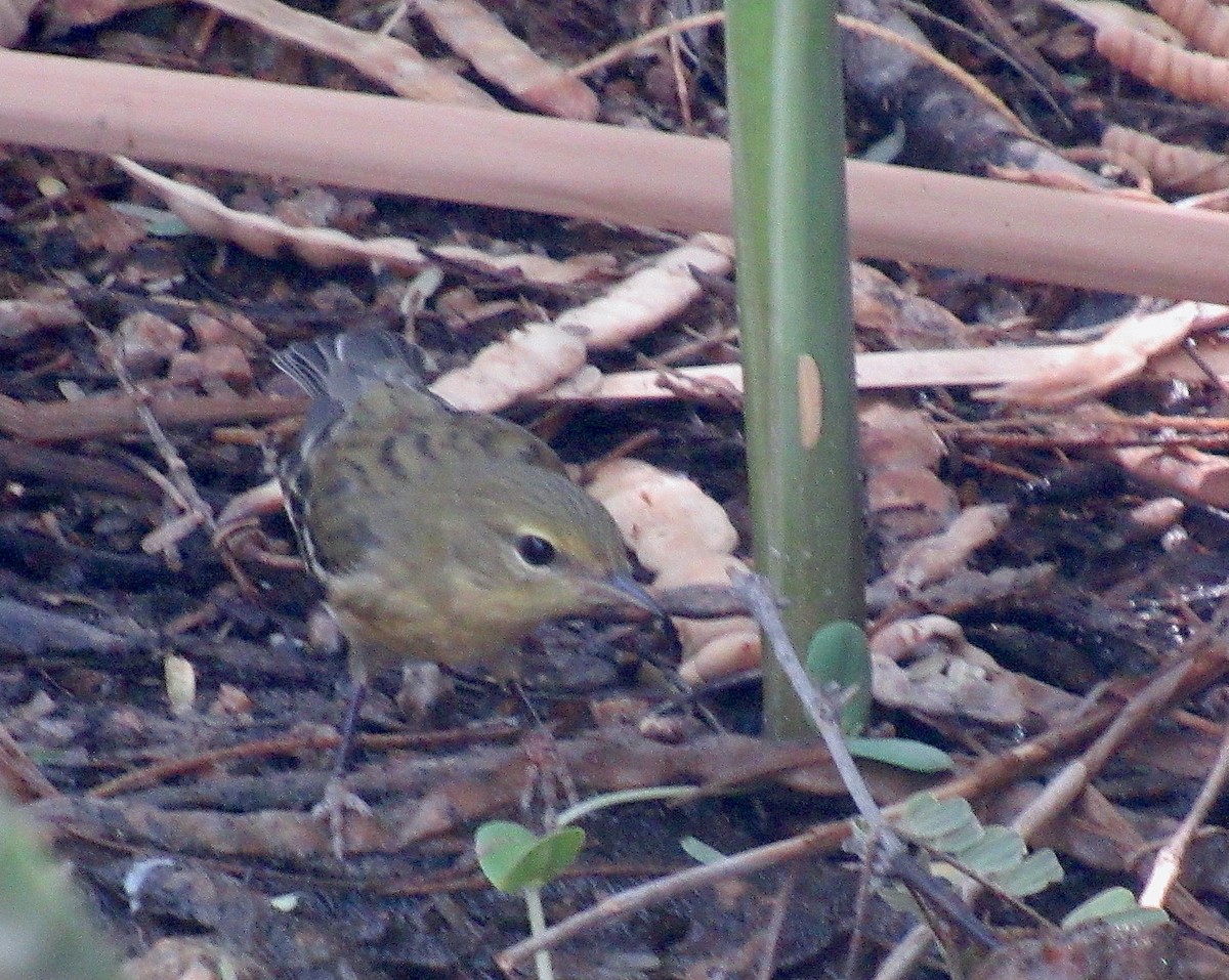 Paruline rayée - ML623485224