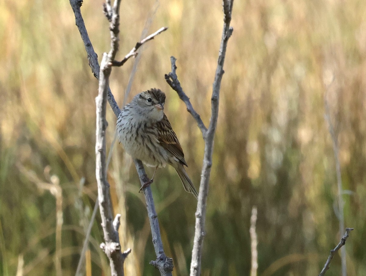 Chipping Sparrow - ML623485228
