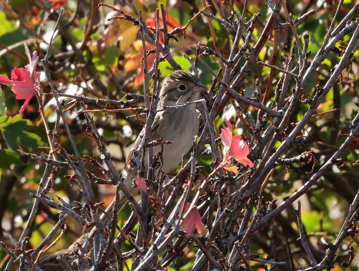 Brewer's Sparrow - ML623485231