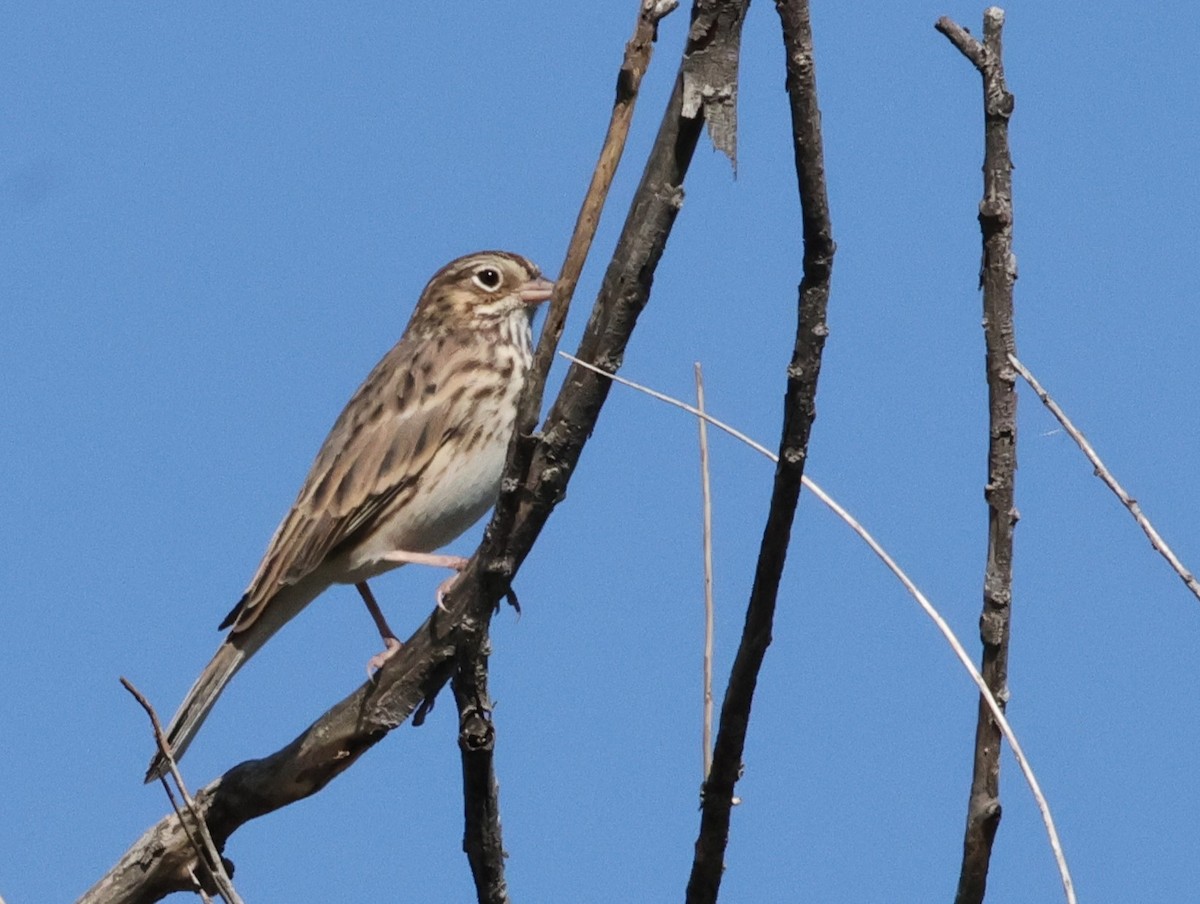 Vesper Sparrow - ML623485233