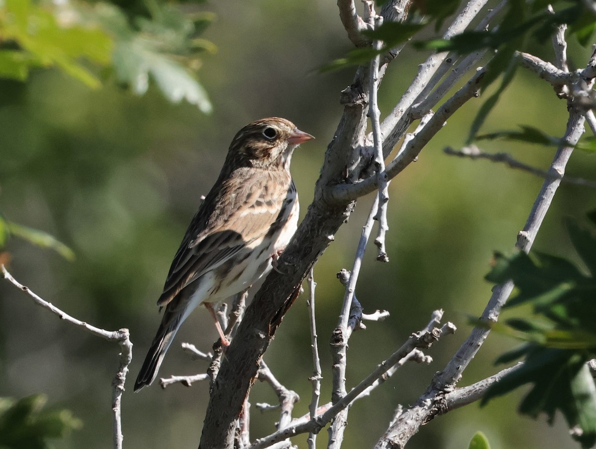 Vesper Sparrow - ML623485234