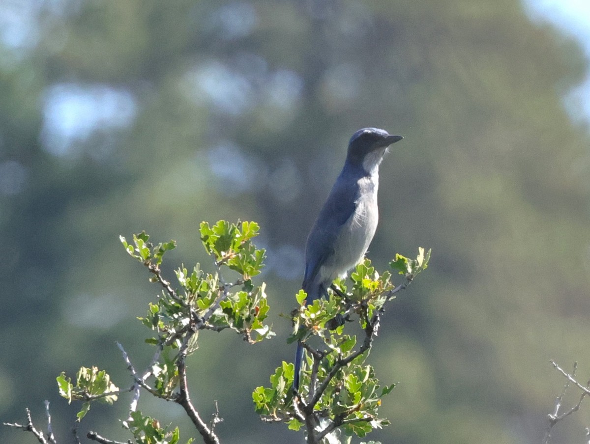 Woodhouse's Scrub-Jay - ML623485241