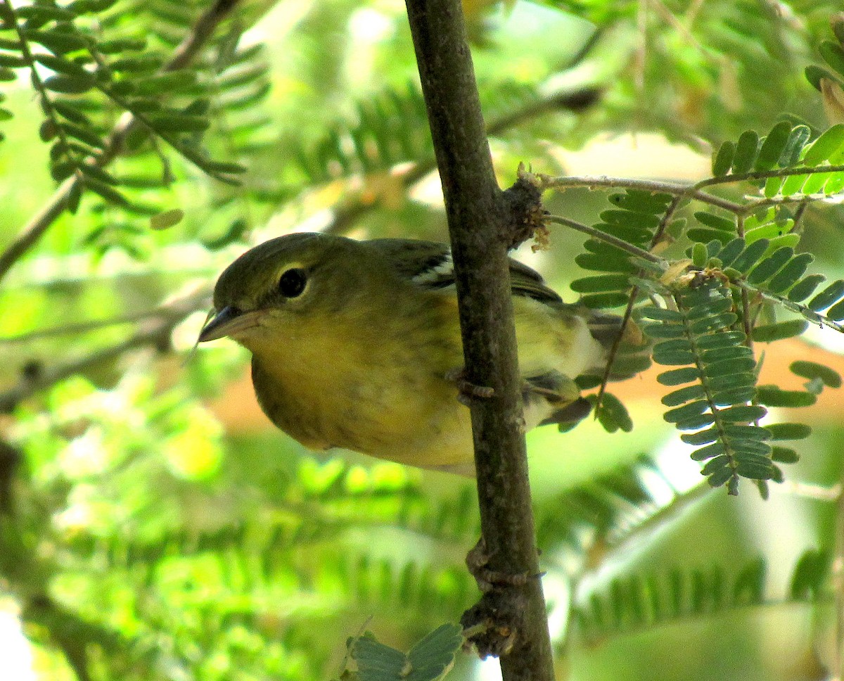 Blackpoll Warbler - Adam C. Stein