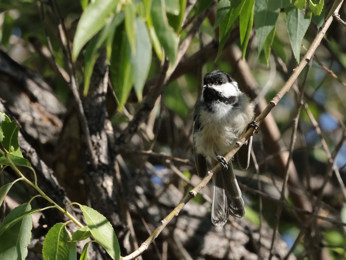 Black-capped Chickadee - ML623485250