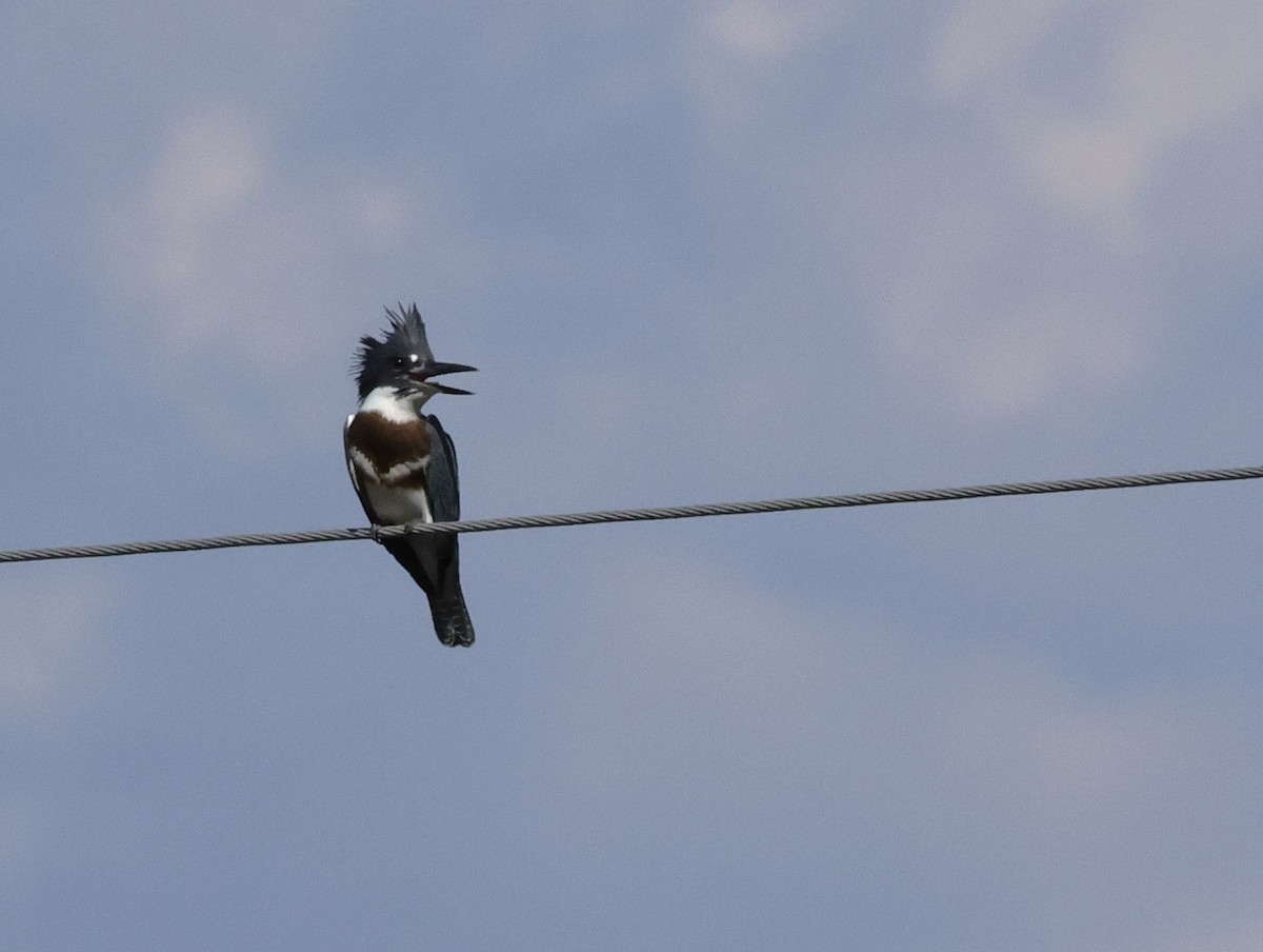 Belted Kingfisher - ML623485258