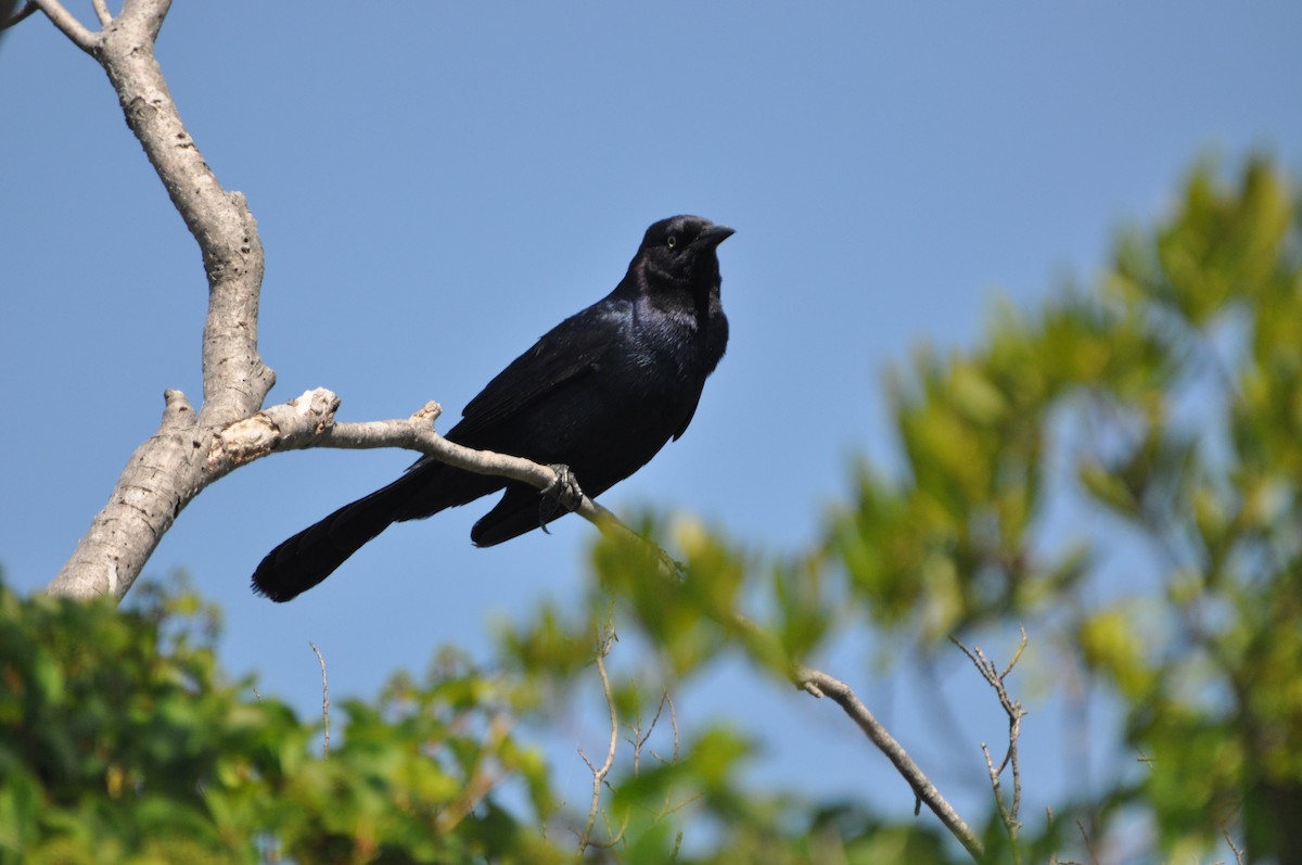 Boat-tailed Grackle - ML623485265