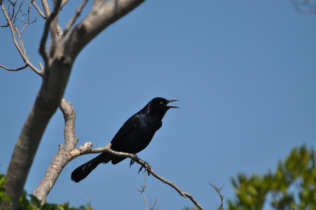 Boat-tailed Grackle - ML623485266