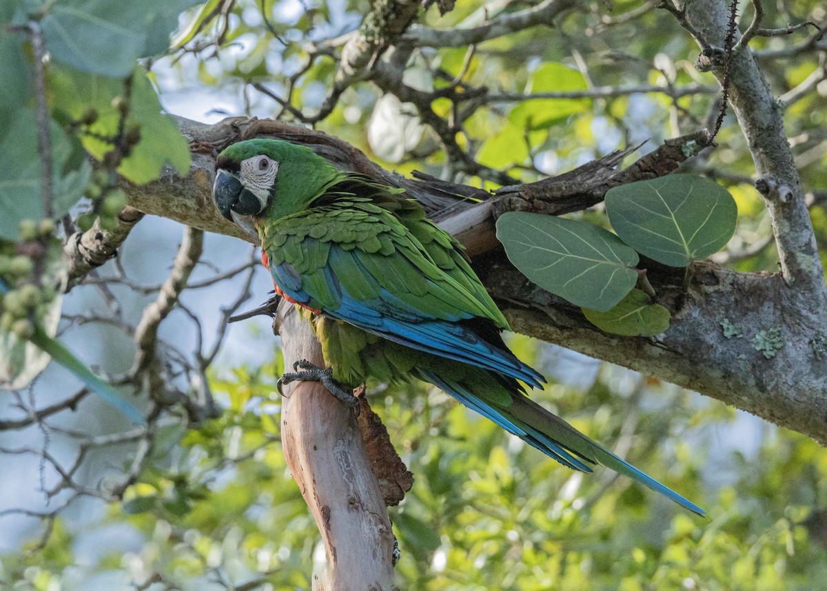 Chestnut-fronted Macaw - ML623485267