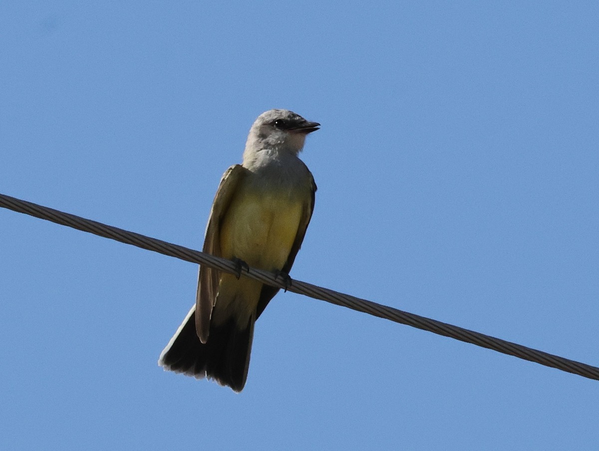Western Kingbird - ML623485271