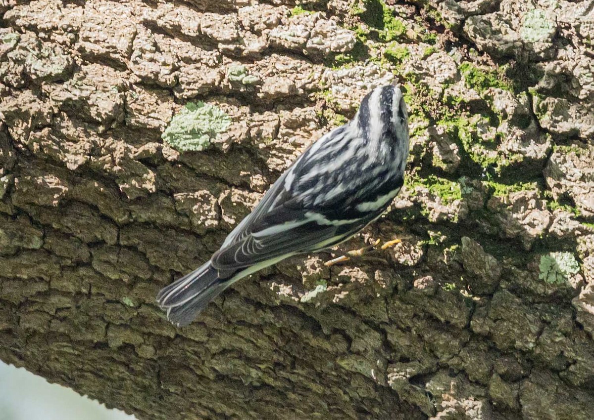 Black-and-white Warbler - ML623485288