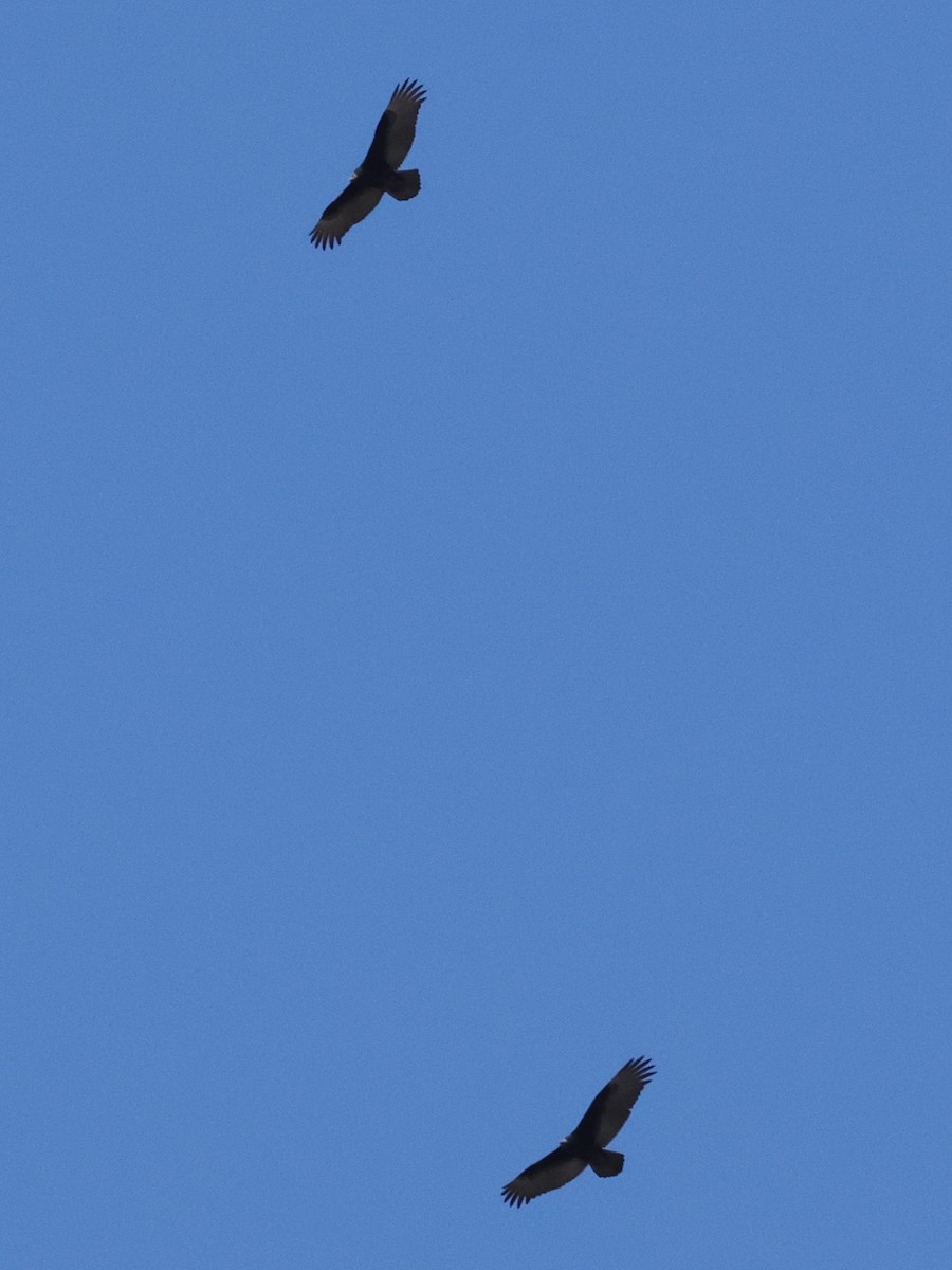 Turkey Vulture - ML623485289