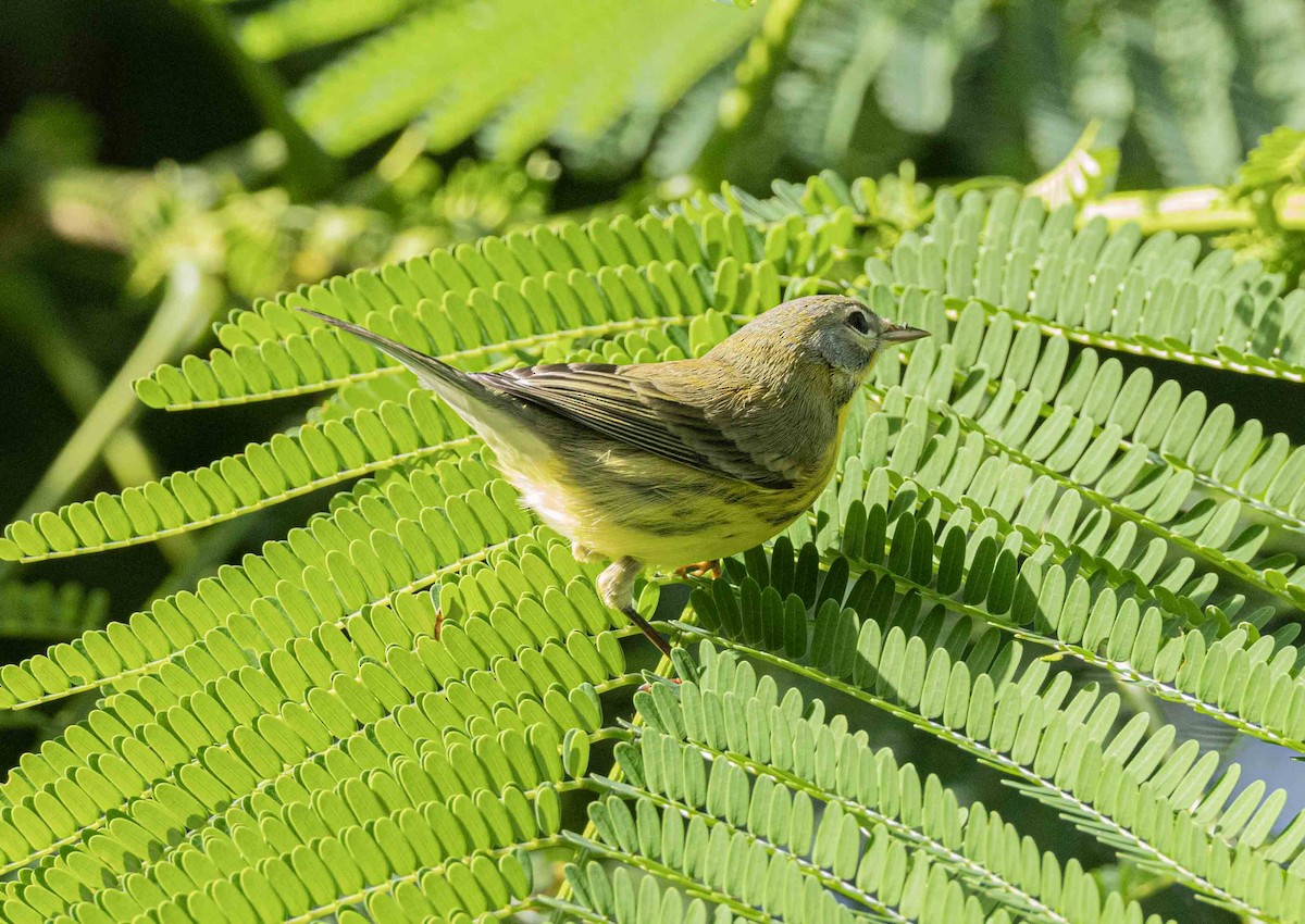 Prairie Warbler - ML623485294