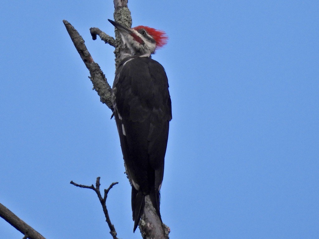 Pileated Woodpecker - Wendy Harte