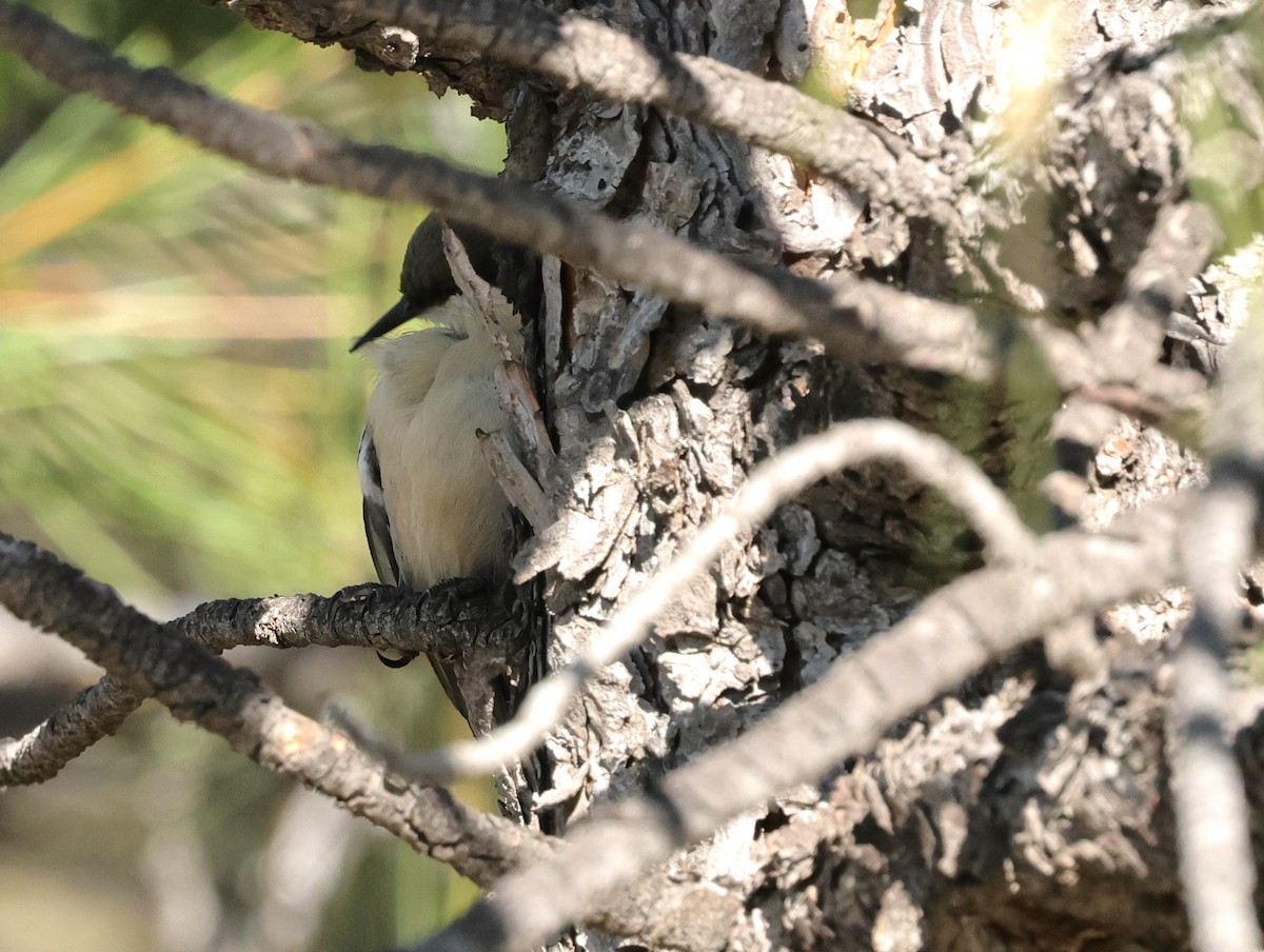 Pygmy Nuthatch - ML623485296