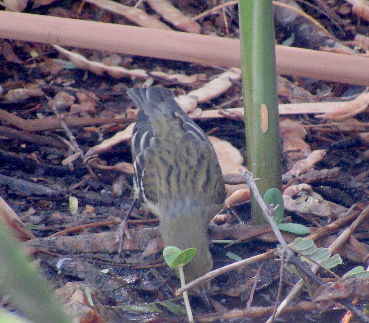 Paruline rayée - ML623485298