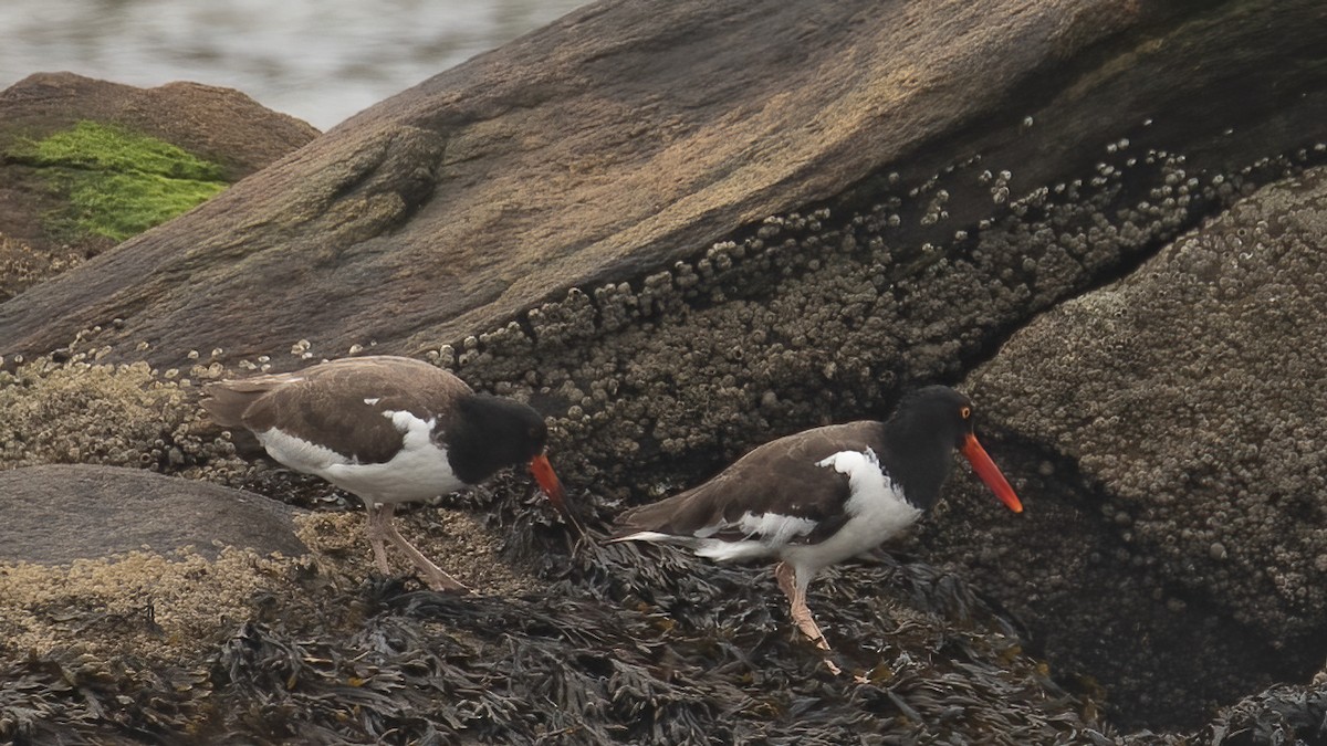 American Oystercatcher - ML623485330