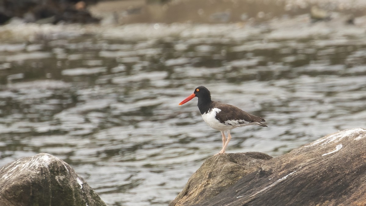 American Oystercatcher - ML623485331