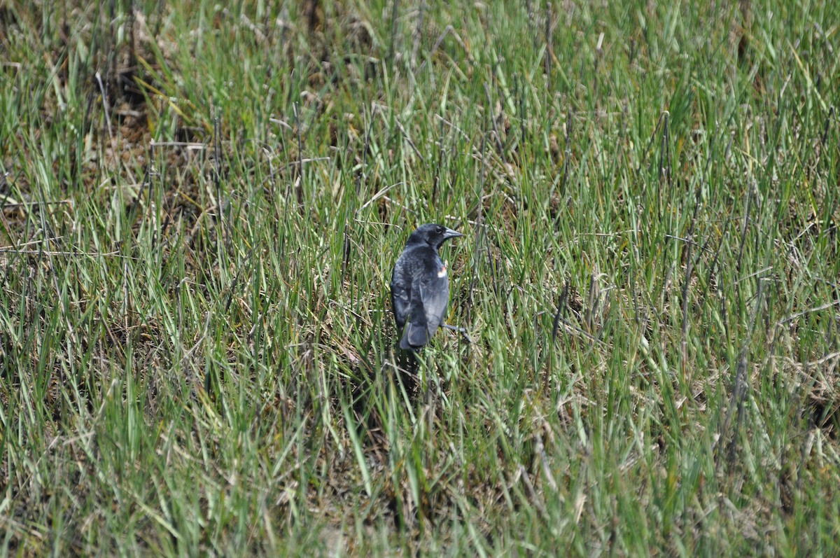 Red-winged Blackbird - ML623485336